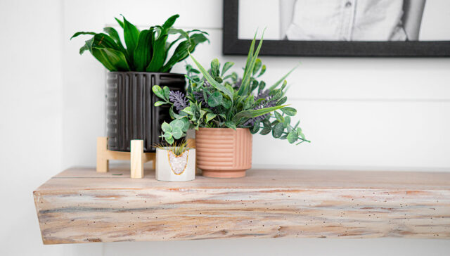 Décoration intérieure plantes sur étagère