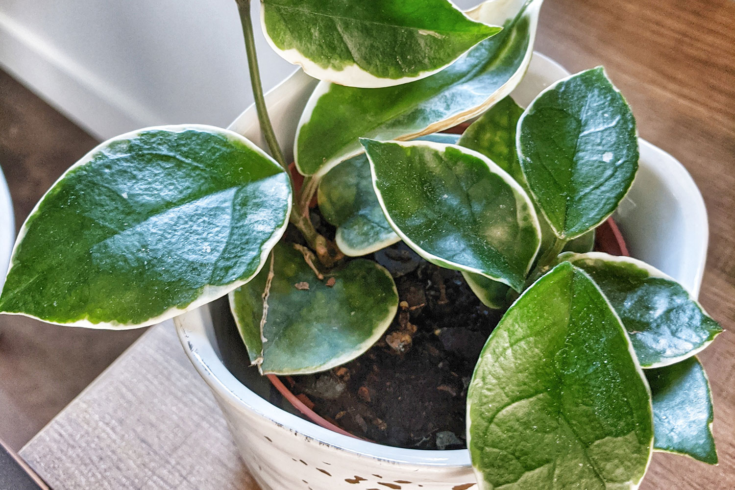 Décoration plante hoya