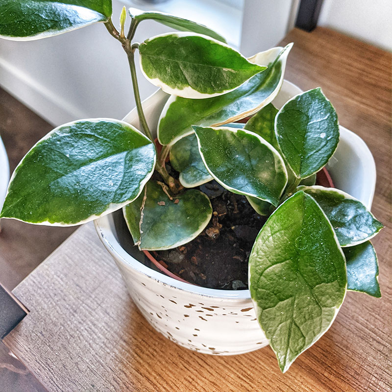 Décoration pot de plante avec hoya sur commode en bois