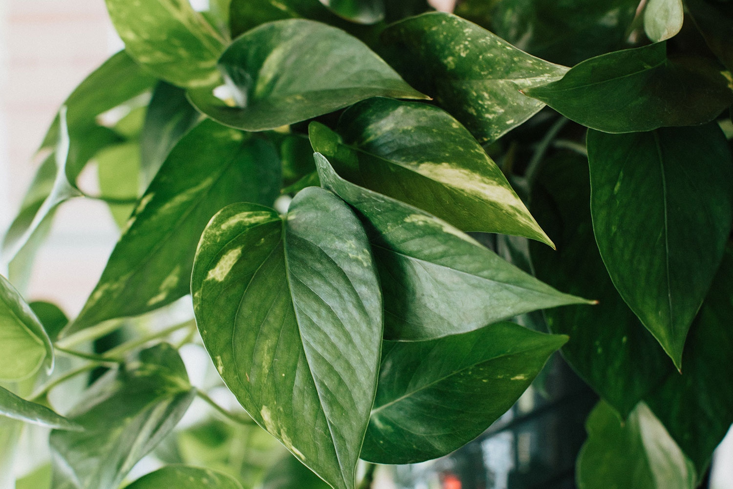 Décoration plante pothos