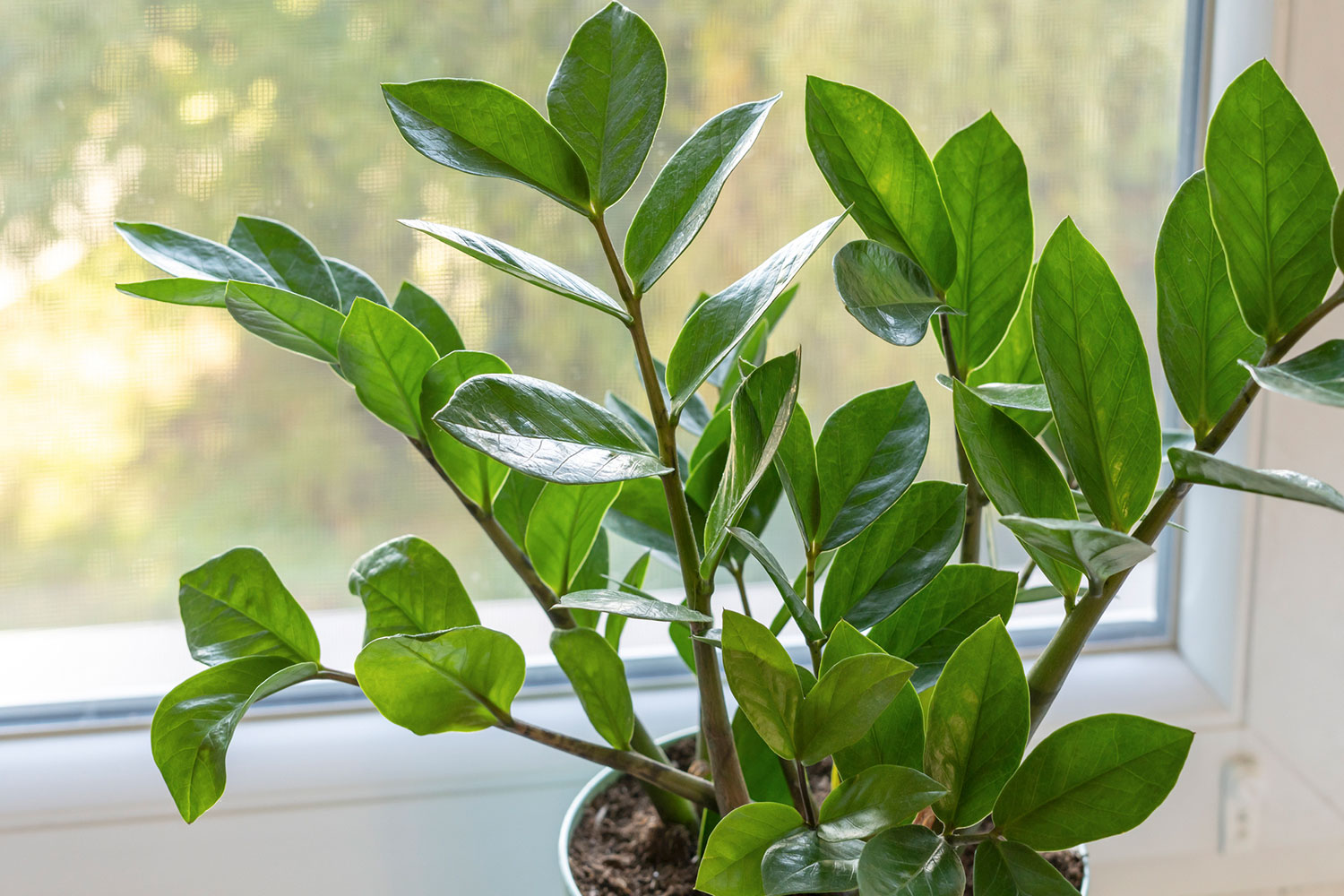 Décoration plante zamioculcas