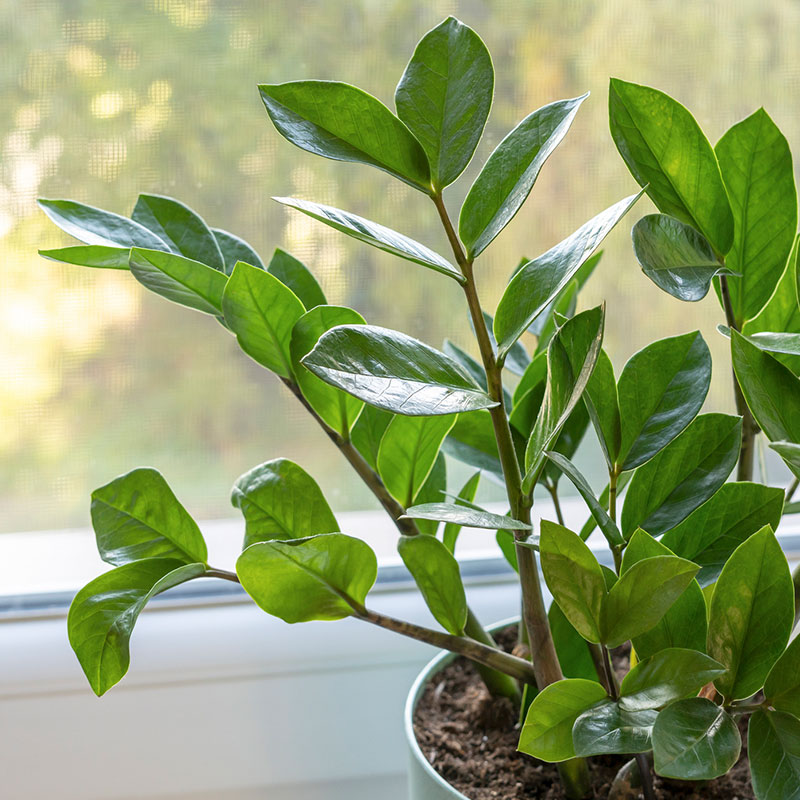 Décoration pot de plante avec zamioculcas